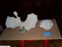 коралл в форме рогов лося