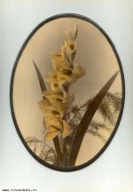 Фотопанно - георгины и астры
